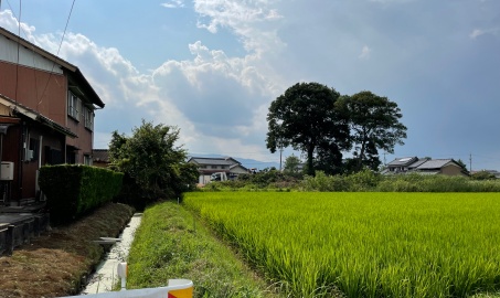 解体ついでに樹木撤去前